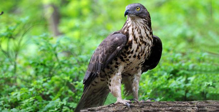 Der Wespenbussard ist ein Nahrungsspezialist