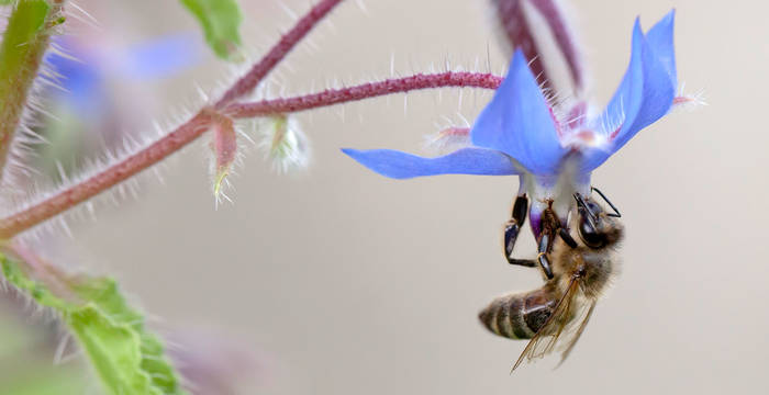 Biene an Borretsch © Matthias Sorg
