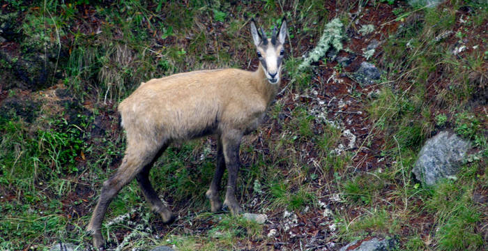 Excursion d'un jour, chamois près de la Combe Grède au Chasseral