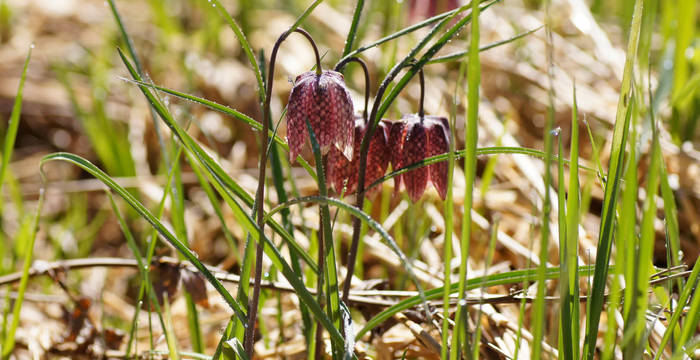 Schachblumen, Tagesexkursion @ Urs Tester