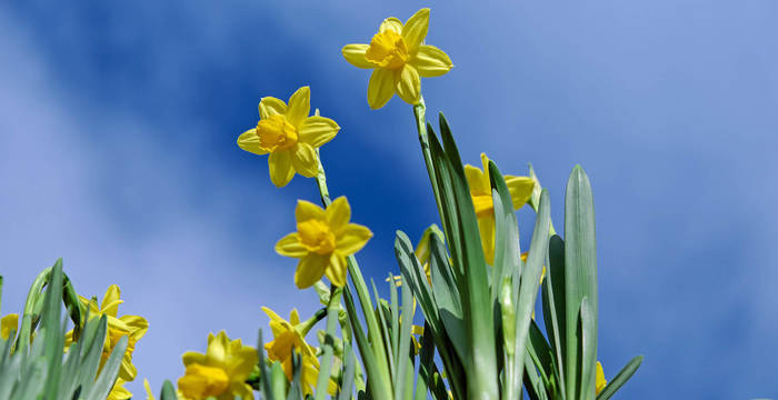 Mont-Soleil: jonquilles et paysages jurassiens - Excursion d'un jour