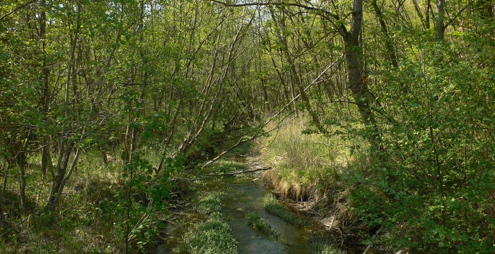 Bois de Finges - Excursion d'un jour © Christine Fehr