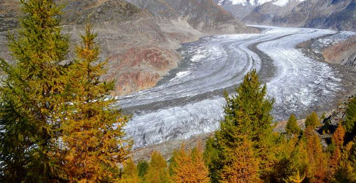 Forêt et glacier d'Aletsch © Sigolène Roch