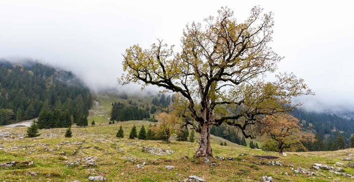 Centro Pro Natura di Champ-Pittet