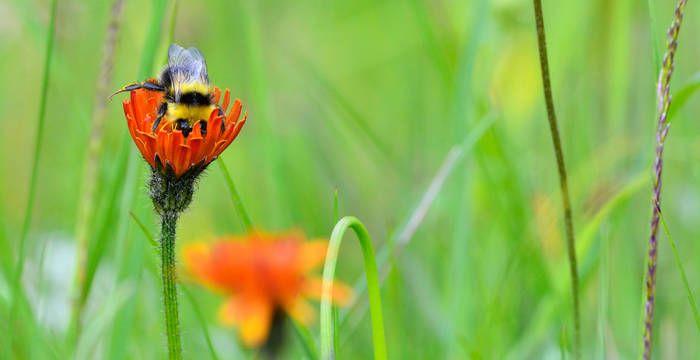 A gleaning bee