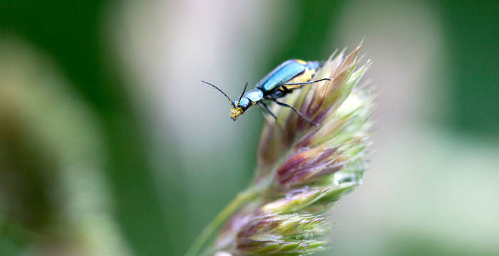 Coléoptères colorés