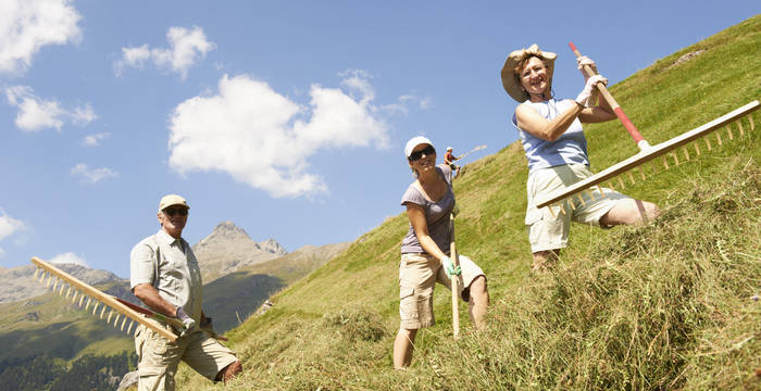 Wildheuen auf der Alp Flix GR