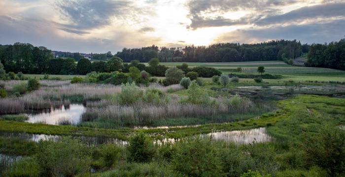 Auried in der Abenddämmerung