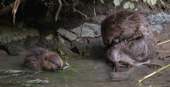 Legende: Bereits nach vier Wochen nehmen die Biber neben der Muttermilch auch pflanzliche Nahrung zu sich. © Christof Angst/Pro Natura