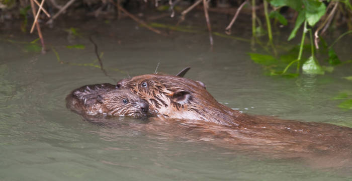 Legende: Während erwachsene Biber bis zu einem Meter lang und 15 bis 20 kg schwer werden, beträgt das Geburtsgewicht der Jungen nur 500 g. © Christof Angst/Pro Natura