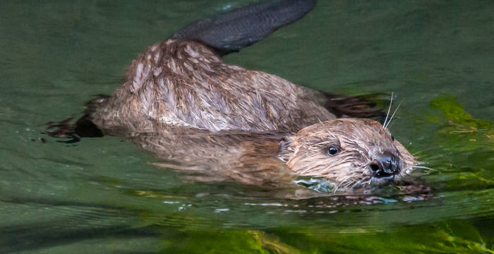 Legende: Die im Jungtierfell enthaltene Luft hindert die Biber-Babys am Tauchen: Sie schwimmen wie Korken auf dem Wasser. © Christof Angst/Pro Natura