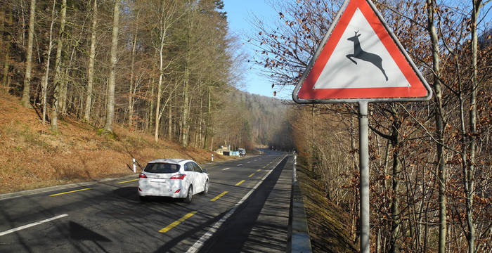 Légende: On déplore année après année plus de 20'000 accidents avec des animaux sauvages sur les routes et les voies de chemin de fer suisses. Les paysages toujours plus morcelés sont potentiellement mortels pour les cerfs, les blaireaux ou les renards. Pro Natura lance sa campagne «Voie libre pour la faune sauvage!» Photo: Jan Guerke / Pro Natura