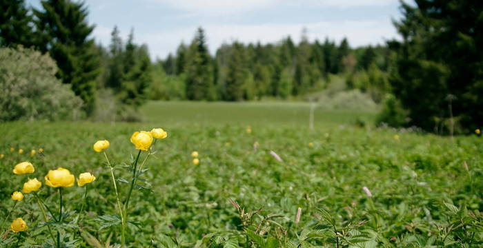 Excursion d'un jour, pâturages, forêts et histoires culturelles, Jura bernois