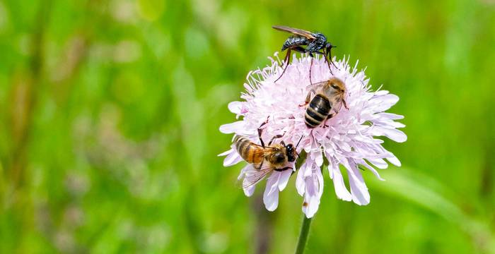 Bienen und Fliegen auf Wildblume