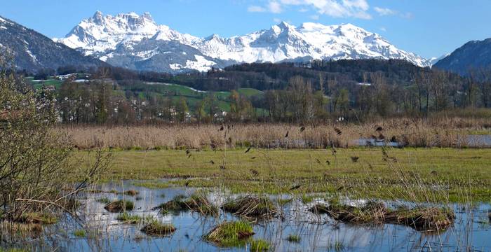 Kaltbrunner Riet © Klaus Robin