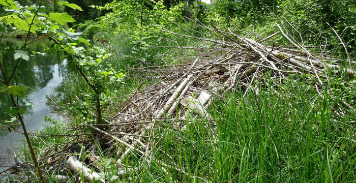 Bibermittelbau in der Belpau