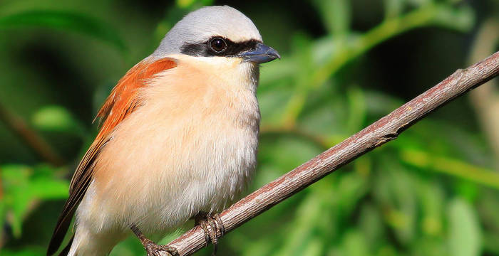 Tagesexkursion, Lanius Collurio (Neuntöter)