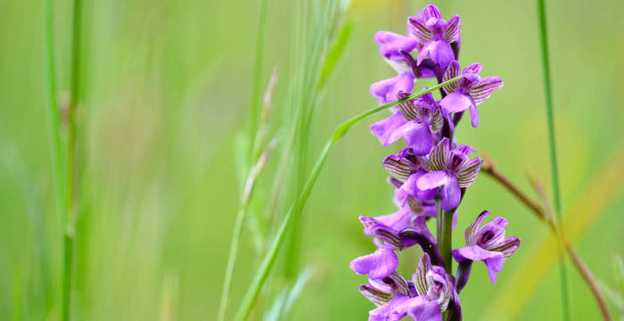 Orchidee im Grünen