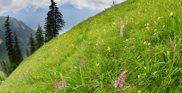 Bergwiese im Frühsommer © Andreas Fischer