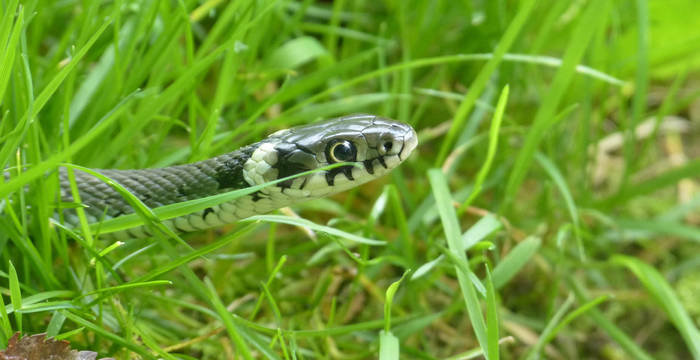 Tagesexkursion, Schlange im Grass