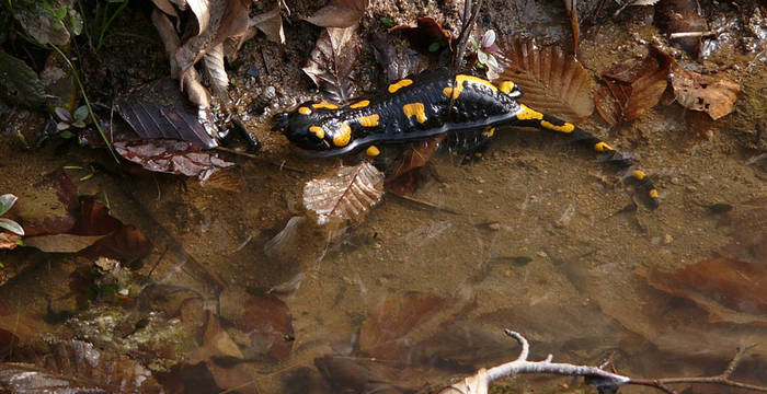 une salamandre tachetée  (photo: Saxifraga / Harry van Oosterhout)