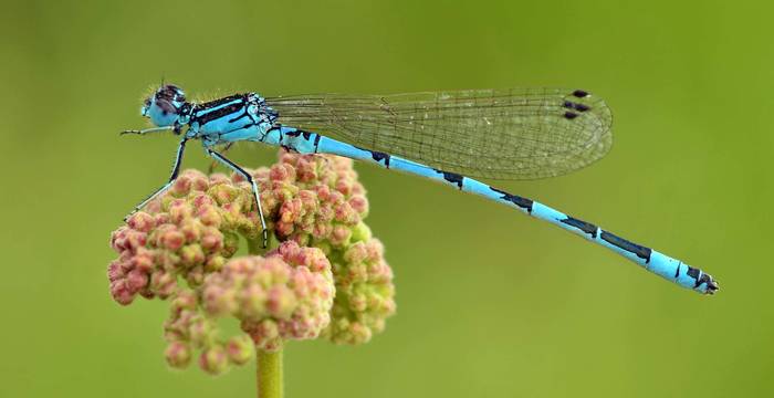 Agrion de Mercure