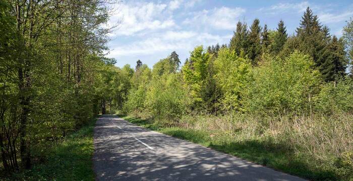 Bords de routes forestières