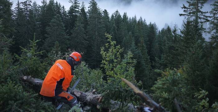 Les coupes de bois se font même dans le brouillard