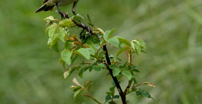 Das Braunkehlchen: Sein Bestand hat sich in den letzten 25 Jahren halbiert © Pro Natura