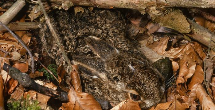 Der Feldhase:  Sein Bestand ist in den letzten 25 Jahren um rund ein Drittel zurückgegangen © Pro Natura
