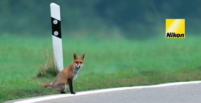 Fuchs am Strassenrand