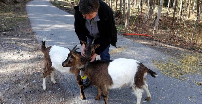 Un femme s'occupe de deux chevrettes © Pro Natura