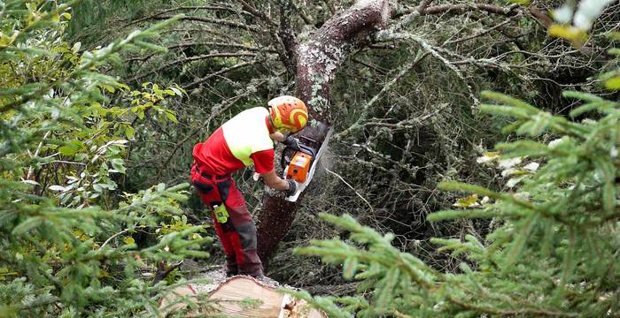 Le groupe d'intervention mobile à l'abattage des arbres