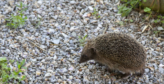 Igel © Matthias Sorg