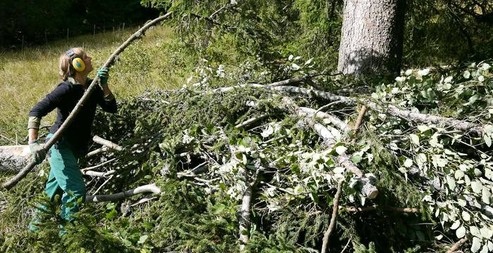 Les branches doivent être enlevées du chemin