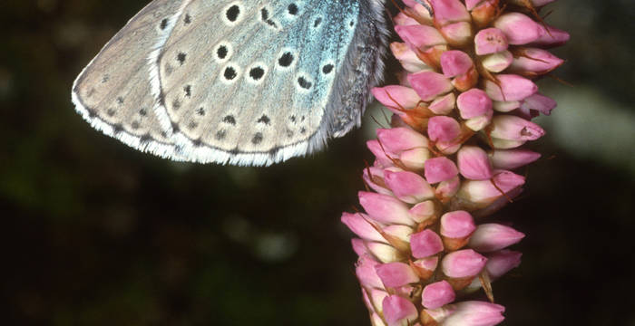 Schwarzgefleckter Bläuling © Pro Natura