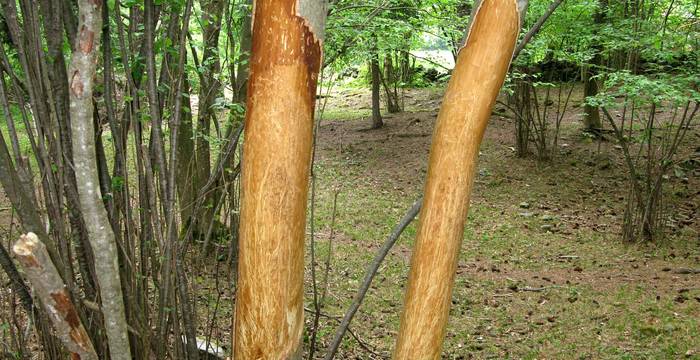 Voilà à quoi ressemble un buisson après le passage du troupeau... © Pro Natura