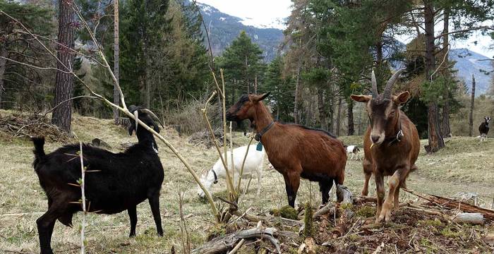 Des chèvres au pâturage