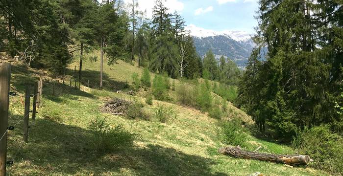 Un pâturage de chèvres en transhumance