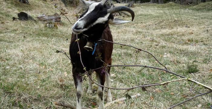 Une chèvre grignote un buisson © Pro Natura