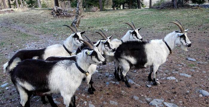 Cinq chèvre dans un pré