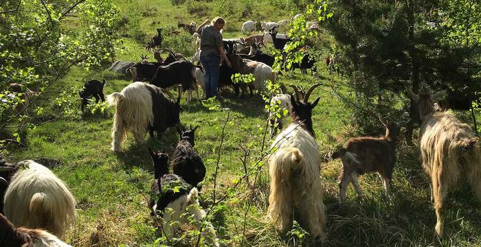 Les chèvres s'attaquent aux buissons © Pro Natura