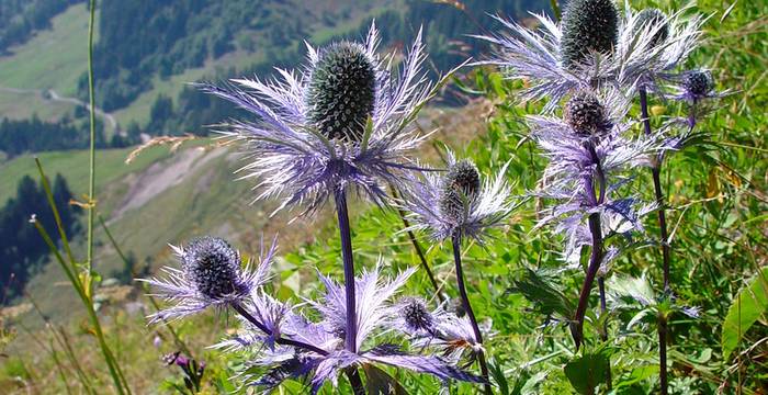 Le panicaut des Alpes en pleine floraison