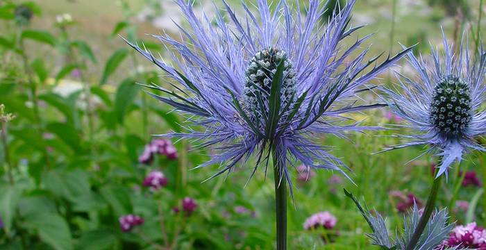 Gros plan sur une fleur de panicaut des Alpes