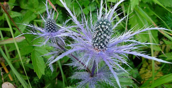 Gros plan sur une fleur de panicaut des Alpes