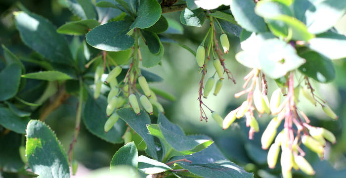 Berberitze (Berberis vulgaris)