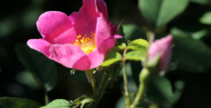 Rosier de France (Rosa gallica)