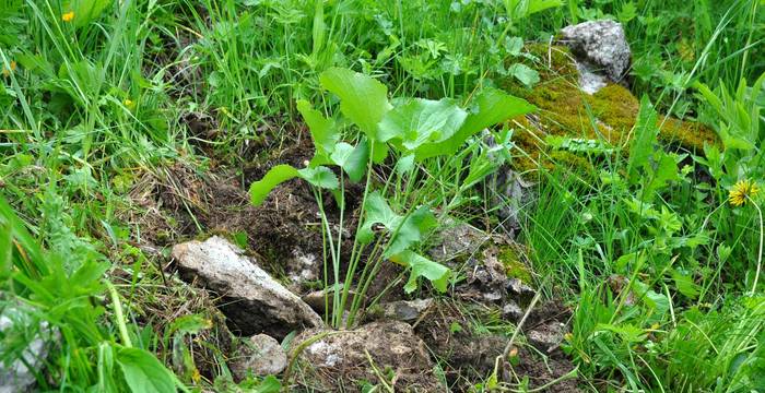 Un panicaut des Alpes fraîchement planté