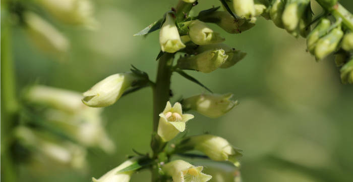 Gelber Fingerhut (Digitalis lutea)