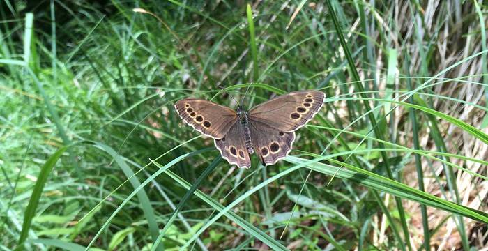 Ausgewachsener Gelbringfalter im Gras © Pro Natura Josephine Cueni